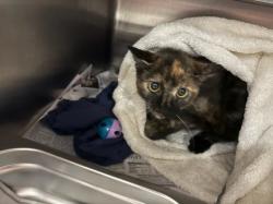Shelter Stray Female Cat last seen , West Valley Animal Shelter, 20655 Plummer St, Chatsworth, CA 91311, USA