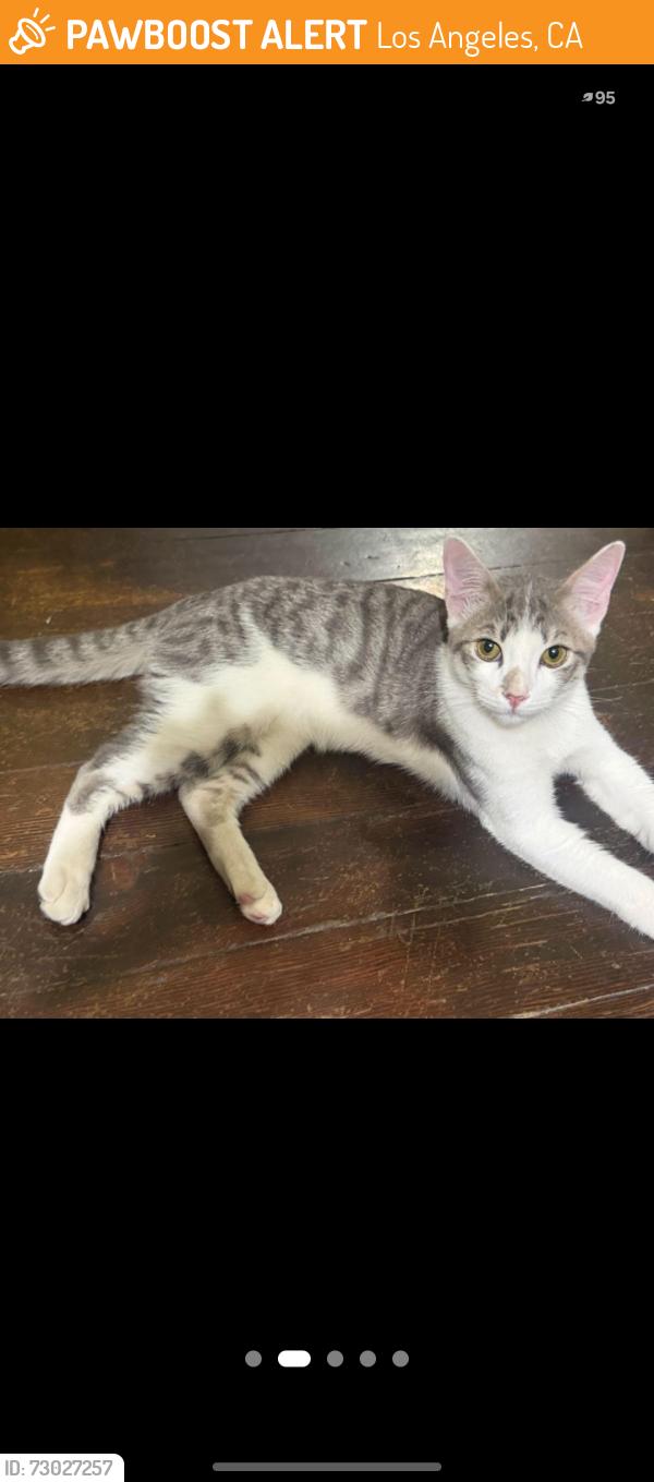 Found/Stray Male Cat last seen E 83rd between Hooper and Compton Ave, Los Angeles, CA 90021