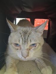 Shelter Stray Male Cat last seen PACHECO RD BAKERSFIELD, 201 S Mt Vernon Ave, Bakersfield, CA 93307, USA