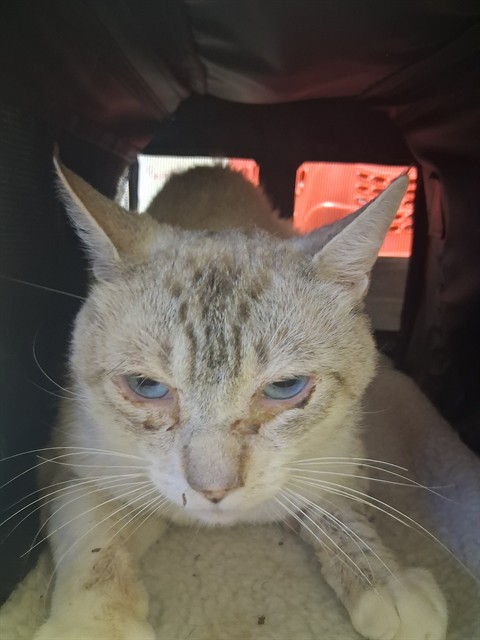 Shelter Stray Male Cat last seen PACHECO RD BAKERSFIELD, 201 S Mt Vernon Ave, Bakersfield, CA 93307, USA