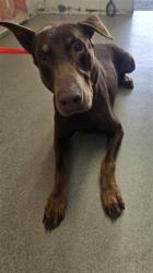 Shelter Stray Male Dog last seen CYPRESS AVE X FILBERT ST, 333 Chandler Pl, San Bernardino, CA 92408, USA
