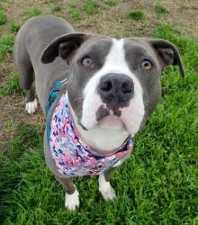 Shelter Stray Female Dog last seen Near BLOCK MC CRAY ST, BAKERSFIELD CA 93308, 3951 Fruitvale Ave, Bakersfield, CA 93308, USA