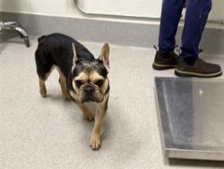 Shelter Stray Female Dog last seen AUBURN RAVINE & ASHFORD PARK RD, 11232 B Ave, Auburn, CA 95603, USA