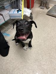 Shelter Stray Male Dog last seen Near BLOCK LEXINGTON AVE, BAKERSFIELD CA 93306, 3951 Fruitvale Ave, Bakersfield, CA 93308, USA