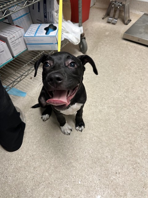 Shelter Stray Male Dog last seen Near BLOCK LEXINGTON AVE, BAKERSFIELD CA 93306, 3951 Fruitvale Ave, Bakersfield, CA 93308, USA