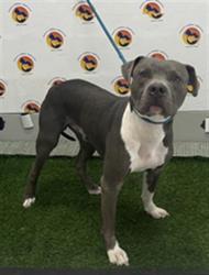 Shelter Stray Male Dog last seen MOONLAKE RD, 19640 Dogpatch Ln, Land O' Lakes, FL 34638, USA