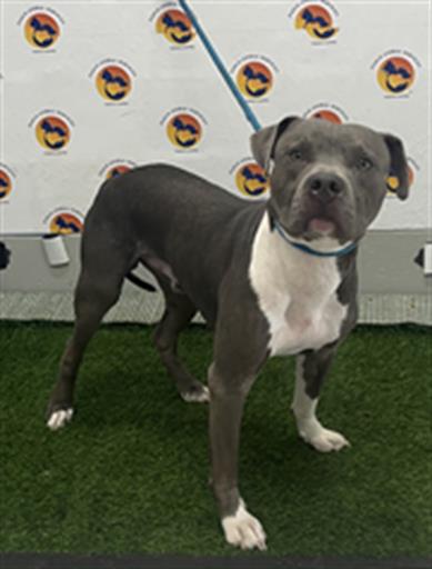 Shelter Stray Male Dog last seen MOONLAKE RD, 19640 Dogpatch Ln, Land O' Lakes, FL 34638, USA