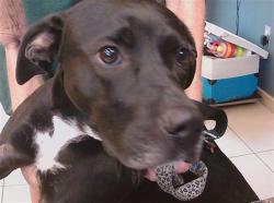 Shelter Stray Female Dog last seen Near BLOCK HARMON DRIVE, 19640 Dogpatch Ln, Land O' Lakes, FL 34638, USA