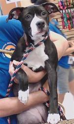 Shelter Stray Female Dog last seen VAN BUREN ST, 19640 Dogpatch Ln, Land O' Lakes, FL 34638, USA