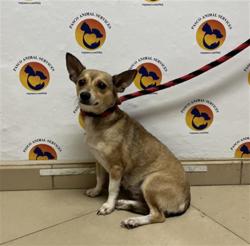 Shelter Stray Female Dog last seen 3RD ST AND 9TH AVE, 19640 Dogpatch Ln, Land O' Lakes, FL 34638, USA