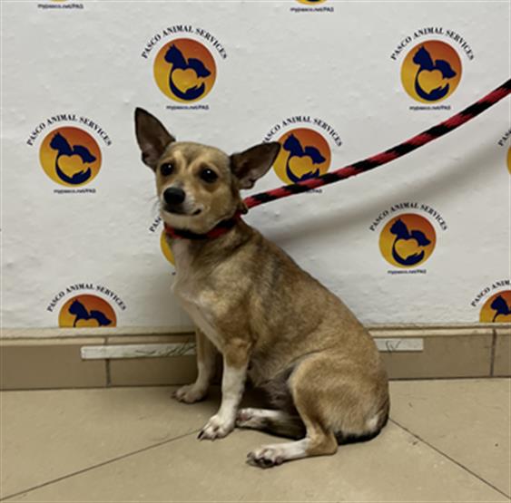 Shelter Stray Female Dog last seen 3RD ST AND 9TH AVE, 19640 Dogpatch Ln, Land O' Lakes, FL 34638, USA