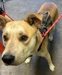 Shelter Stray Male Dog last seen GARDEN HWY & NORTHGATE BLVD, 2127 Front St, Sacramento, CA 95818, USA