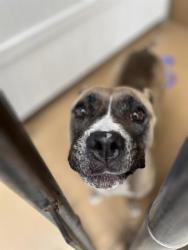 Shelter Stray Female Dog last seen E H ST, 130 Beyer Way, Chula Vista, CA 91911, USA