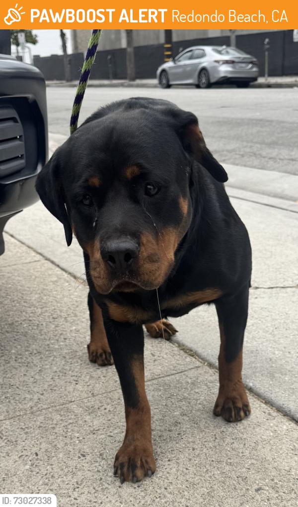 Found/Stray Female Dog last seen Near S Inglewood Ave, Redondo Beach, CA 90278