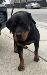 Found/Stray Female Dog last seen Near S Inglewood Ave, Redondo Beach, CA 90278