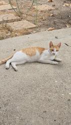 Found/Stray Female Cat last seen Tanglewood St and Workman St, La Puente, CA 91744