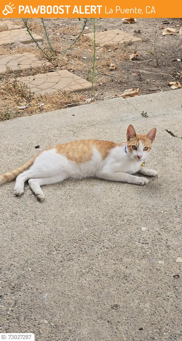 Found/Stray Female Cat last seen Tanglewood St and Workman St, La Puente, CA 91744