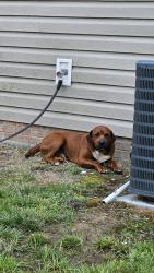Found/Stray Male Dog last seen Glen street, Burlington, NC 27217