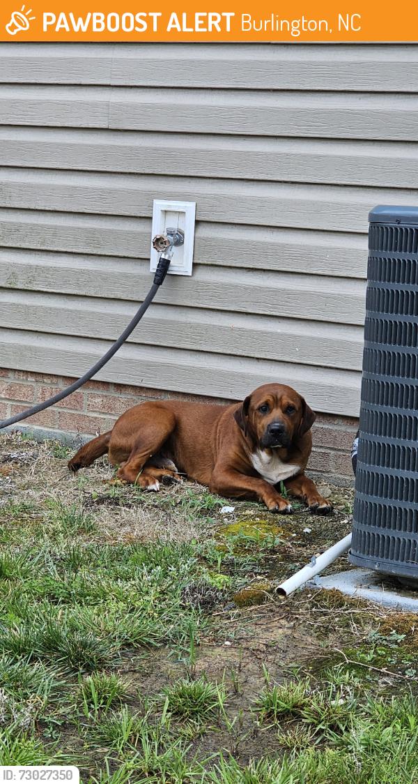 Found/Stray Male Dog last seen Glen street, Burlington, NC 27217