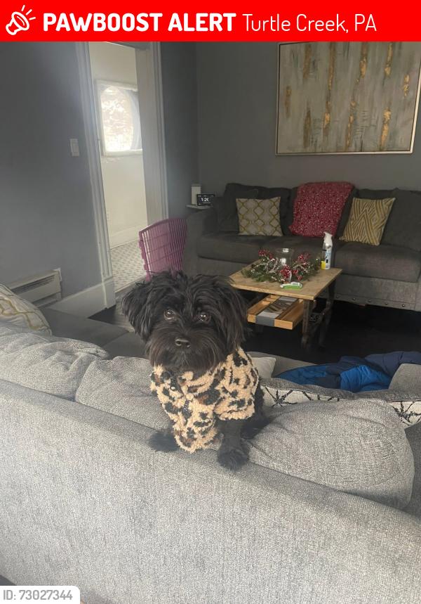 Lost Female Dog last seen Turtle creek Wilkins area, Turtle Creek, PA 15145