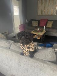Lost Female Dog last seen Turtle creek Wilkins area, Turtle Creek, PA 15145
