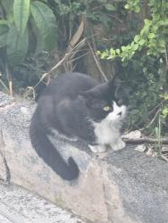 Found/Stray Unknown Cat last seen Near Waites cash and carry, Conisbrough, England DN12