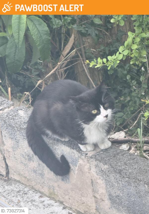 Found/Stray Unknown Cat last seen Near Waites cash and carry, Conisbrough, England DN12