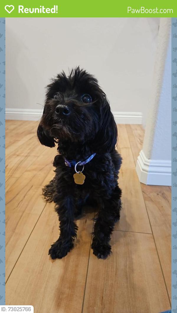 Reunited Male Dog last seen Lake Pointe Community. Across from Olympic Training Center, Chula Vista, CA 91915