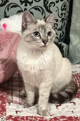 Lost Female Cat last seen Boston and Kensington Rd, Los Angeles, CA 90026