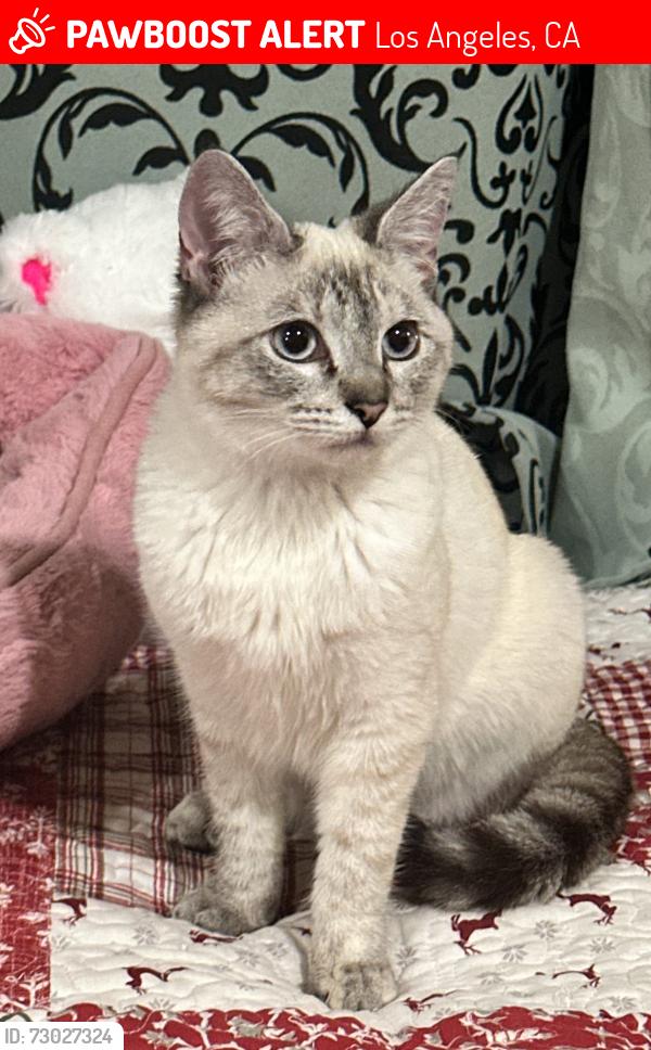 Lost Female Cat last seen Boston and Kensington Rd, Los Angeles, CA 90026