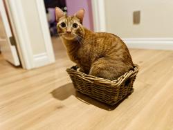 Lost Male Cat last seen Conrad park on Trinidad Island, Huntington Beach, CA 92649