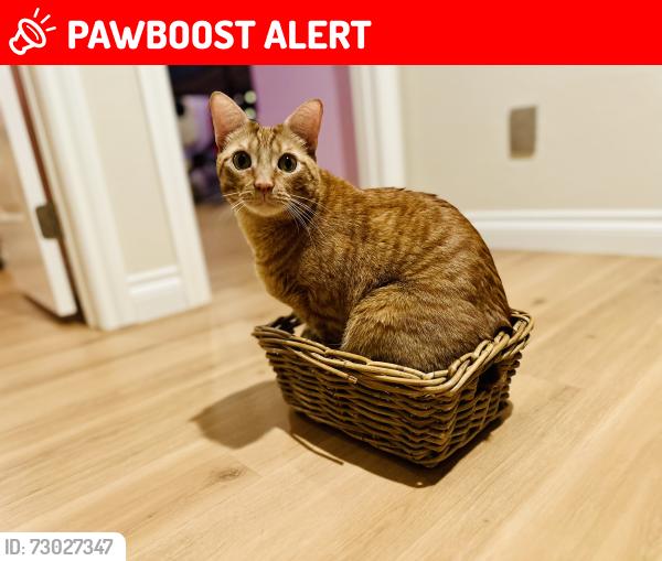 Lost Male Cat last seen Conrad park on Trinidad Island, Huntington Beach, CA 92649