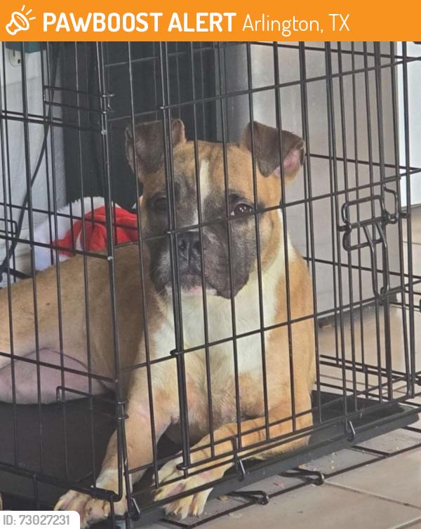 Found/Stray Female Dog last seen Eden and Matlock, Arlington, TX 76001