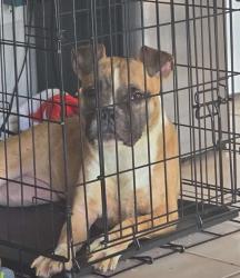 Found/Stray Female Dog last seen Eden and Matlock, Arlington, TX 76001