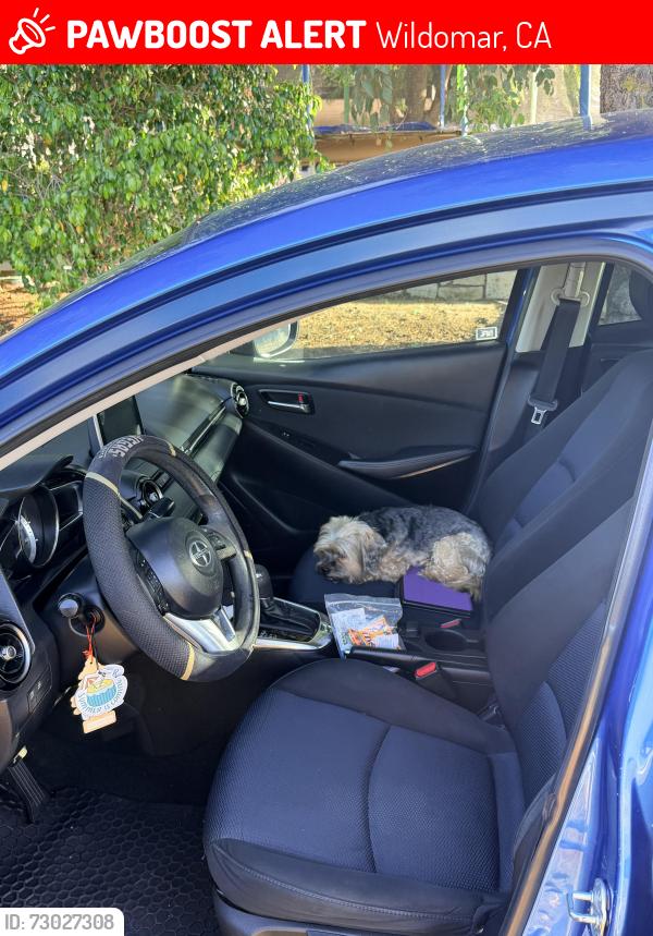 Lost Male Dog last seen Wildomar trail and Indiana, Wildomar, CA 92595