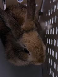 Found/Stray Unknown Rabbit last seen Tyler & Santa Anita , Los Angeles County, CA 91006