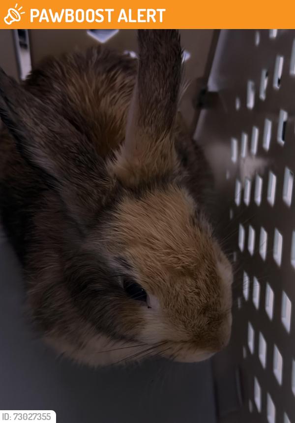 Found/Stray Unknown Rabbit last seen Tyler & Santa Anita , Los Angeles County, CA 91006