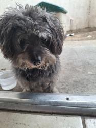 Found/Stray Female Dog last seen Valley blvd, El Monte, CA 91732