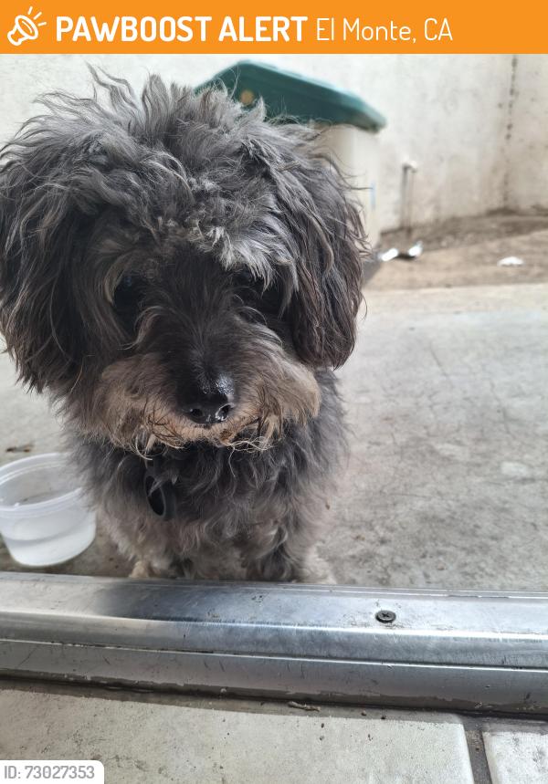 Found/Stray Female Dog last seen Valley blvd, El Monte, CA 91732
