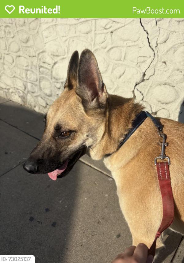 Reunited Male Dog last seen Near East 4th St, Los Angeles, CA 90033, USA, Los Angeles, CA 90033