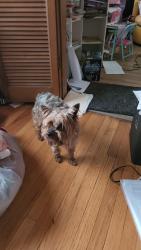 Lost Female Dog last seen Grand River/Southfield , Detroit, MI 48223