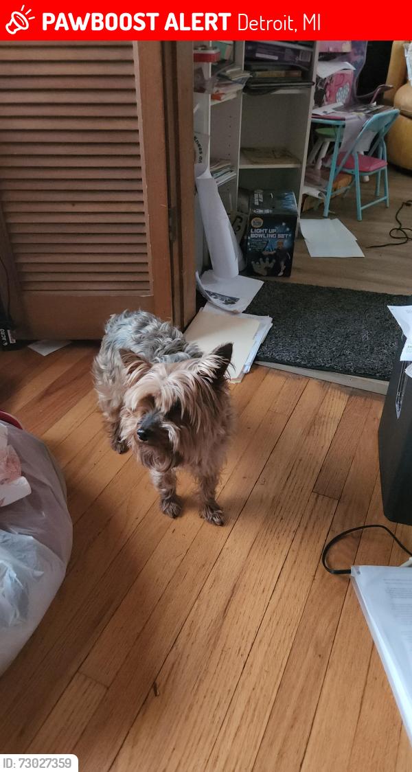 Lost Female Dog last seen Grand River/Southfield , Detroit, MI 48223