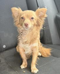 Found/Stray Female Dog last seen Found at the steam plant, El Segundo, CA 90245