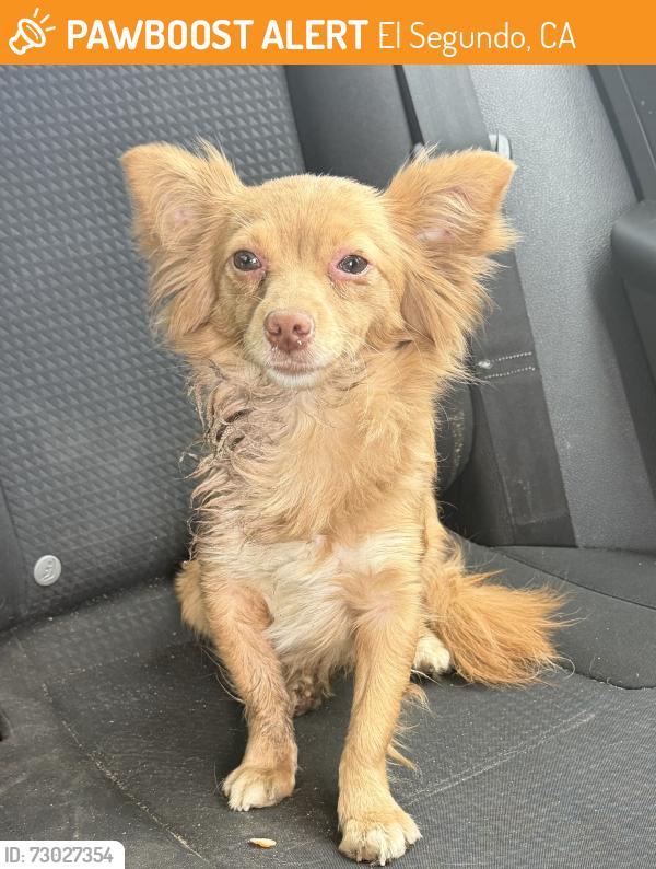 Found/Stray Female Dog last seen Found at the steam plant, El Segundo, CA 90245