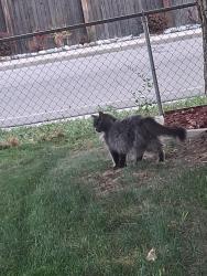 Lost Female Cat last seen 78th street and xavier , Westminster, CO 80030
