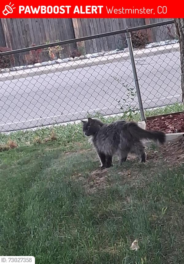 Lost Female Cat last seen 78th street and xavier , Westminster, CO 80030