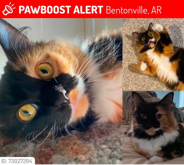 Lost Female Cat last seen Sw Camden Dr, Sw elm tree rd, Sw davenbrook St, Dollar tree, Bentonville, AR 72712
