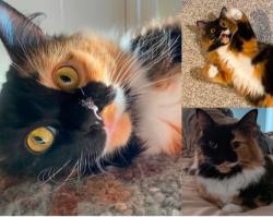 Lost Female Cat last seen Sw Camden Dr, Sw elm tree rd, Sw davenbrook St, Dollar tree, Bentonville, AR 72712