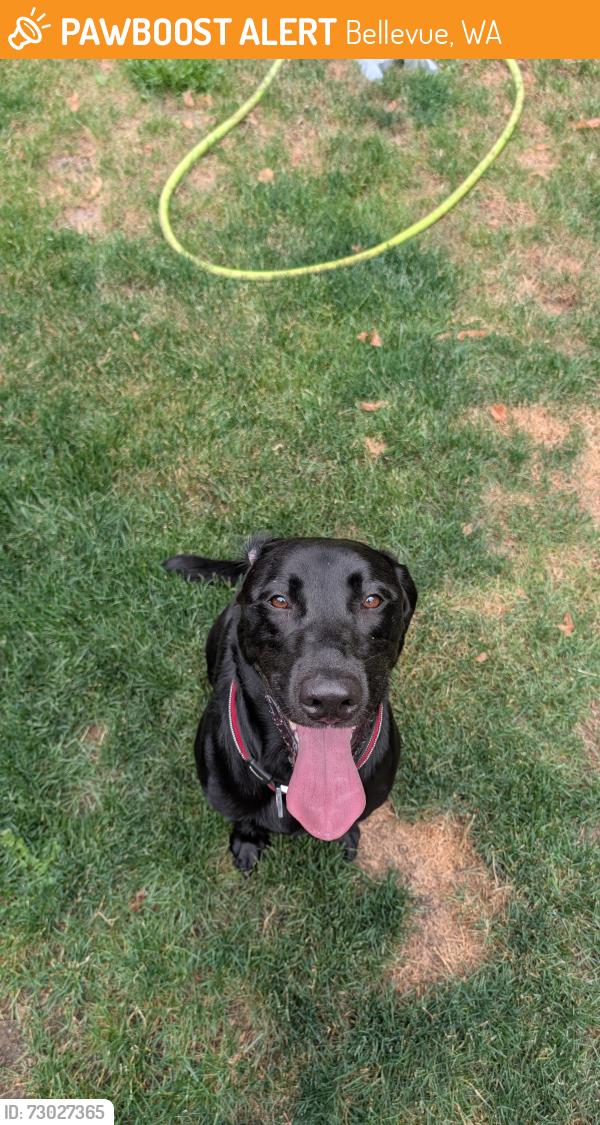 Found/Stray Male Dog last seen 163rd Ave SE and Lake Hills, Bellevue, WA 98008