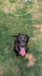 Found/Stray Male Dog last seen 163rd Ave SE and Lake Hills, Bellevue, WA 98008